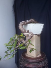Em Bạch Chỉ với đường thân lủa cực khéo...