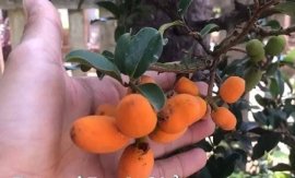 Em Bạch Chỉ với đường thân lủa cực khéo...