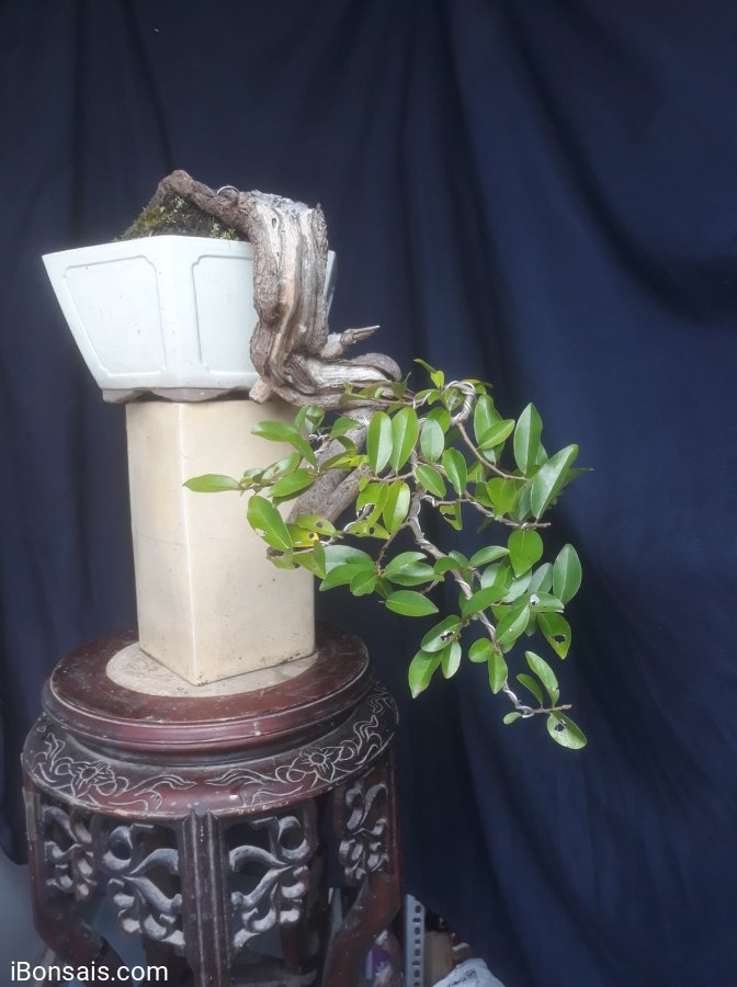 Em Bạch Chỉ với đường thân lủa cực khéo...