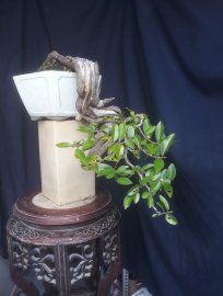 Em Bạch Chỉ với đường thân lủa cực khéo...