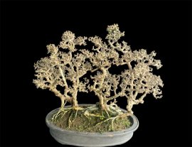 Antidesma acidum mountain tree