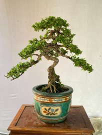 Antidesma acidum trees