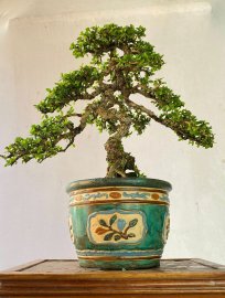 Antidesma acidum trees