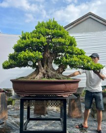 Scopolia nana mature tree