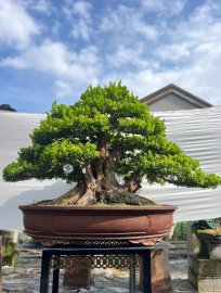 Scopolia nana mature tree