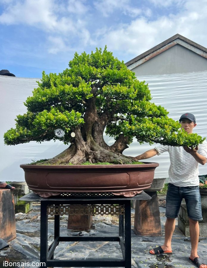 Scopolia nana mature tree