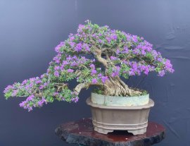 Linh sam full hoa ạ!
