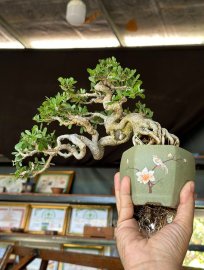 Linh sam nghệ thuật