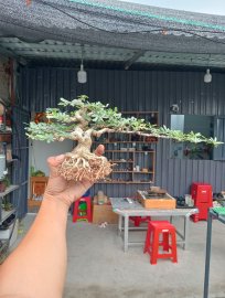 Bonsai Linh sam