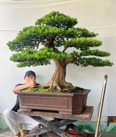 Tùng kim cương chia sẽ ae ngắm vui !