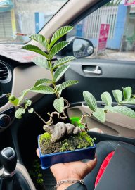 Cây ổi có 1 quả