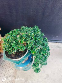 Sam trái thác đổ