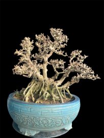 Antidesma acidum mountain tree