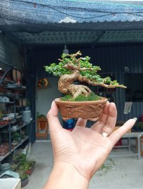 Sam hương mini nghệ thuật
