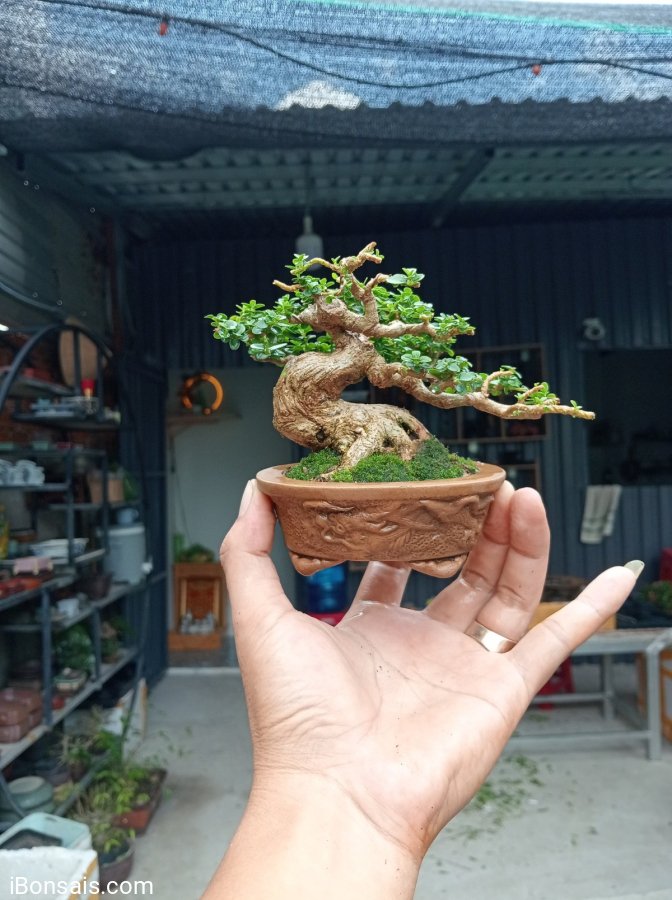 Sam hương mini nghệ thuật
