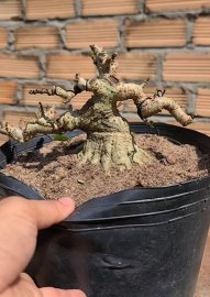 Waru mini bonsai tree