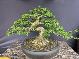 Sam hương indo thân khá duyên