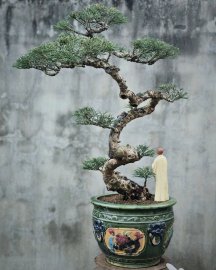 Casuarina equisetifolia bonsai artwork
