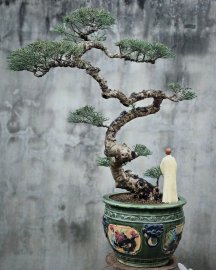 Casuarina equisetifolia bonsai artwork