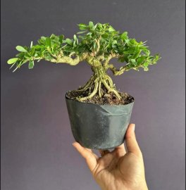 Linh sam đế đẹp sale cuối tuần #386k ạ