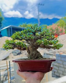 Bonsai mai chiếu thủy