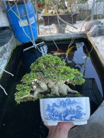 Wrightia religiosa bonsai tree