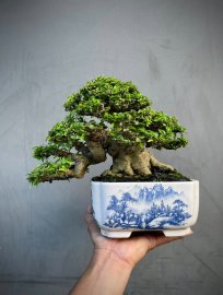 Wrightia religiosa bonsai tree