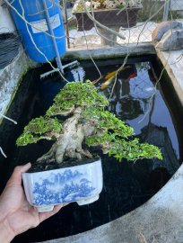 Wrightia religiosa bonsai tree