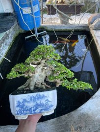 Wrightia religiosa bonsai tree