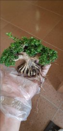 Premna Indo tree