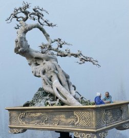 Ficus bonsai tree