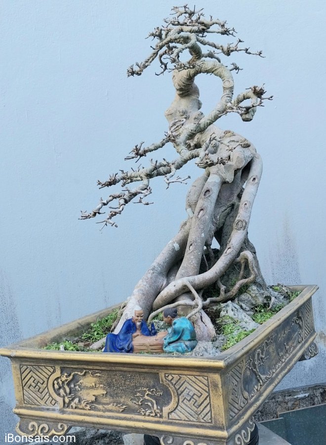 Ficus bonsai tree