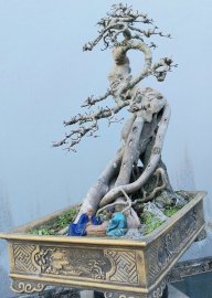 Ficus bonsai tree