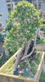 Ficus bonsai tree