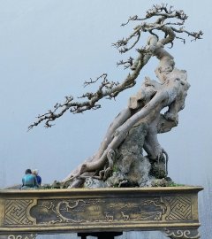 Ficus bonsai tree