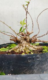 Mai chiếu thủy mini