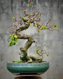 Khế chua trĩu quả