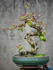 Khế chua trĩu quả
