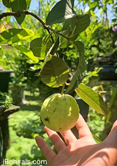 Guava bonsai tree with fruit
