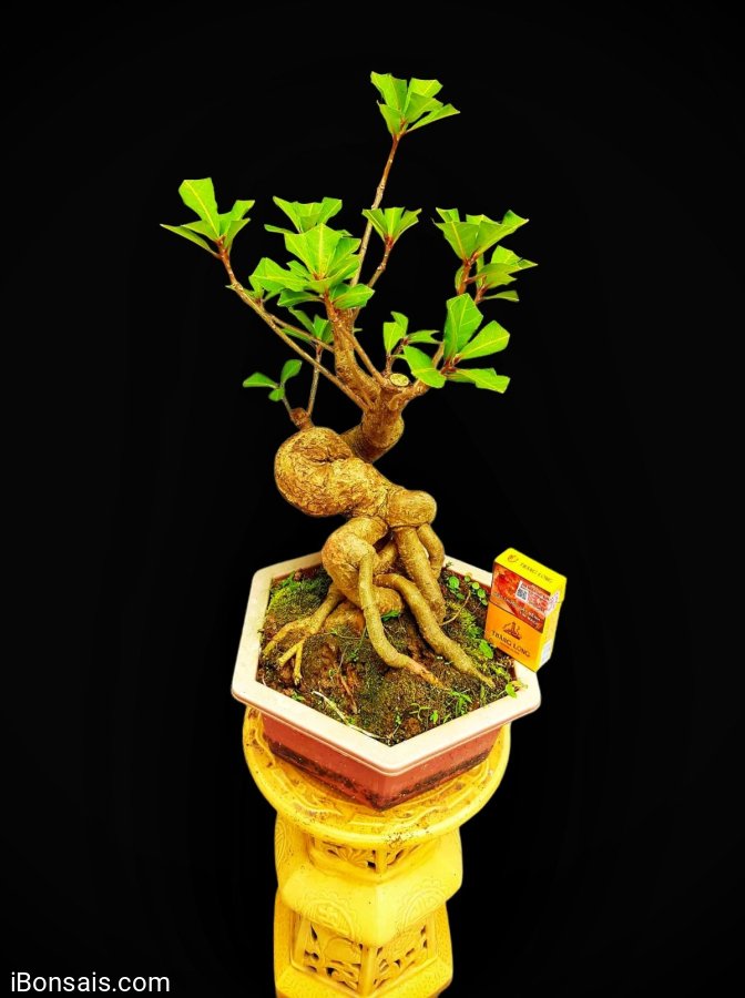 Lộc vừng bonsai mini bàn trà