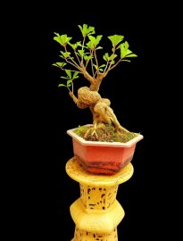 Lộc vừng bonsai mini bàn trà