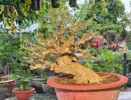 Desmodium unifoliatum bonsai tree