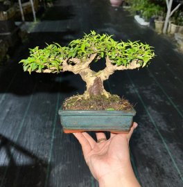 Mai chiếu thủy