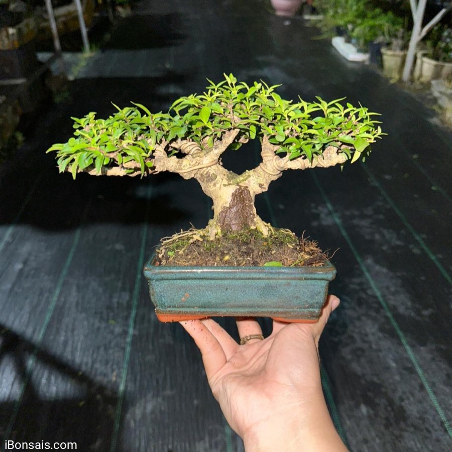 Mai chiếu thủy