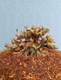 Desmodium unifoliatum super mini tree
