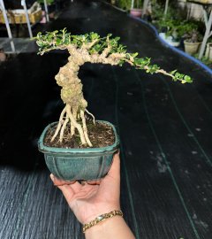 Antidesma acidum tree