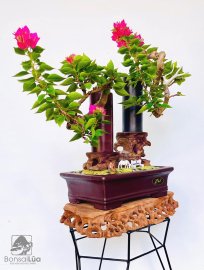Hoa giấy
