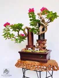 Hoa giấy