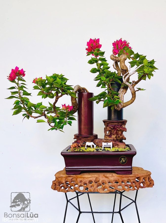 Hoa giấy