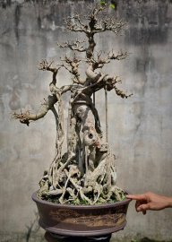 Sanh già bonsai